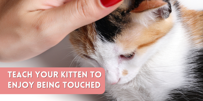 www.catbehaviorassociates.com