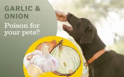 Are Garlic and Onions Really Poisons for Dogs and Cats Holistic Actions