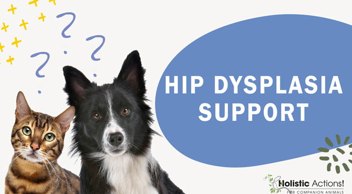 How Can I Help My Dog With Hip Dysplasia Feel More Comfortable?