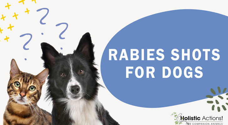 How Often Do Dogs Need Rabies Shots? — Holistic Actions