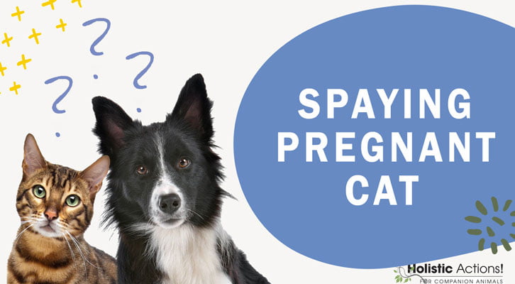 Can you spay hot sale a pregnant cat