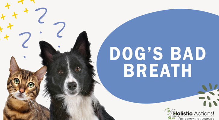 How Do I Cure My Dog’s Bad Breath?