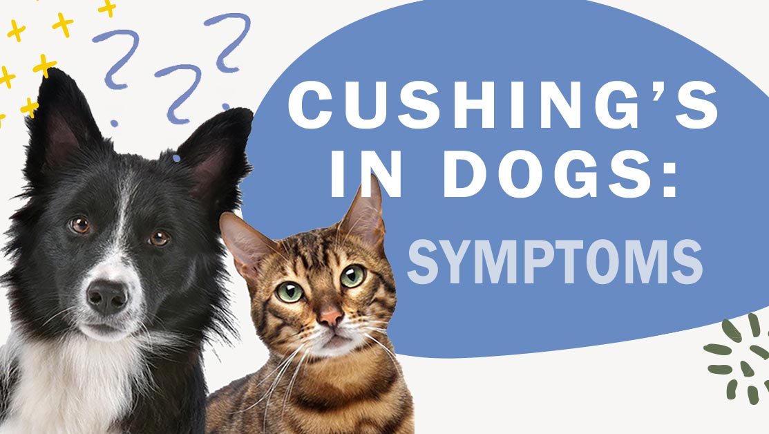 Top Symptoms of Cushing’s Disease - HolisticActions!