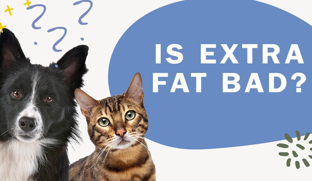 Can Extra Fat Affect My Cat’s Health Condition?