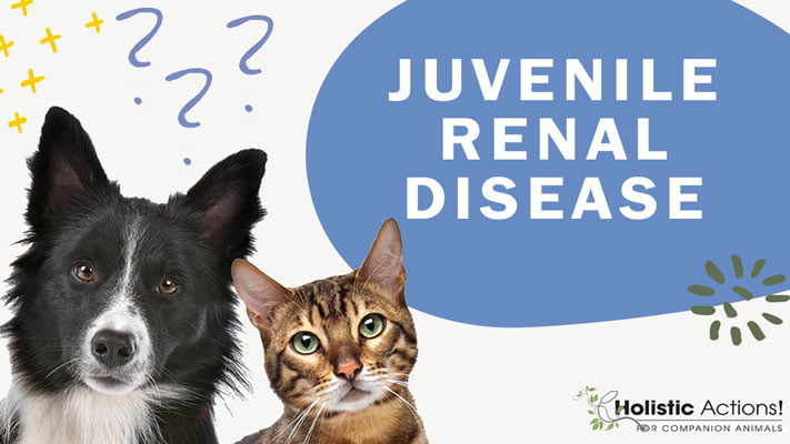 How does juvenile renal disease affect dogs?