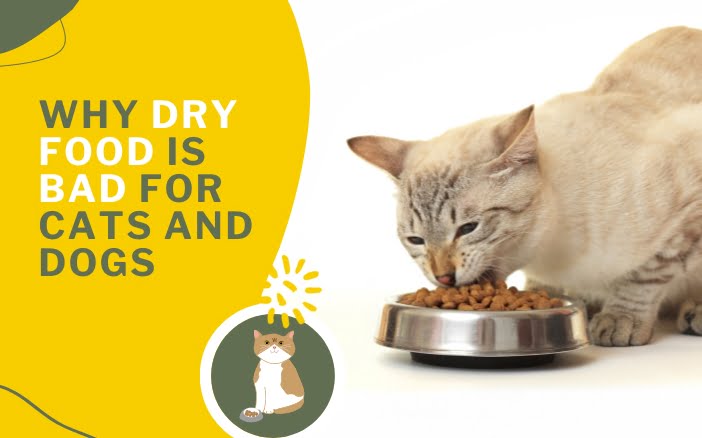 Why Dry Food Is Bad for Cats Dogs Holistic Actions