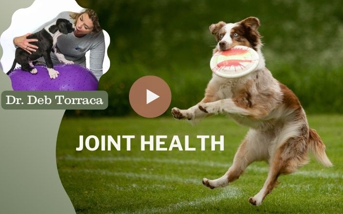 How To Keep Our Pets’ Joints Healthy