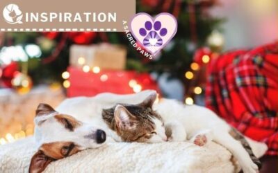 A Sacred Paws | The Pause and Pet Practice: Finding Holiday Peace With Your Furry Guide