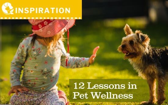 12 Holistic Lessons in Pet Wellness from 2024: Wisdom for a Joyful, Healthy Bond