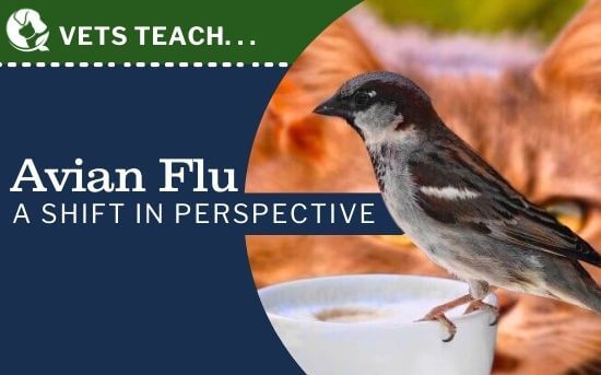 Finding Balance in Times of Fear: A Shift in Perspective on Avian Flu