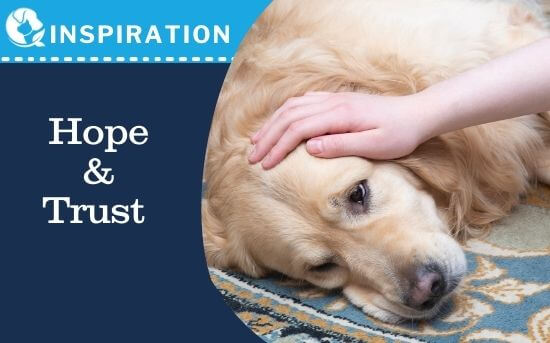 The Pet Healing Journey: Balancing Hope and Trust While Supporting Your Sick Pet